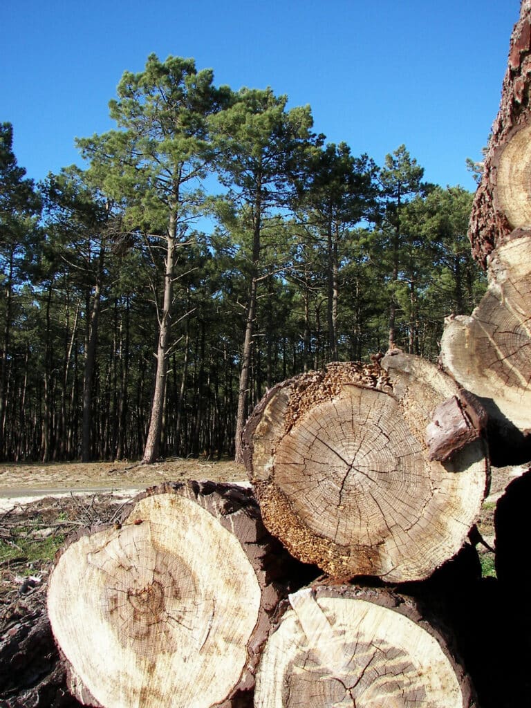Bûches coupées empilées en gros plan, leurs anneaux de croissance visibles, devant une dense forêt de pins sous un ciel bleu éclatant.