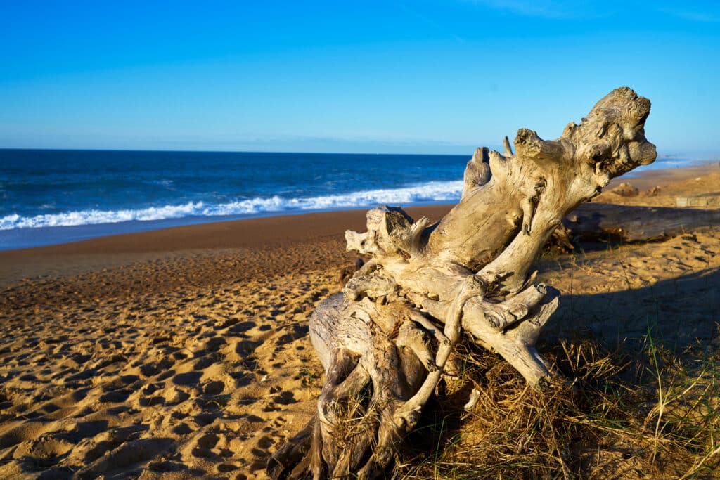 Bois flotté texturé sur une plage de sable doré. Océan bleu et ciel clair sous une lumière douce de fin de journée, avec de longues ombres.