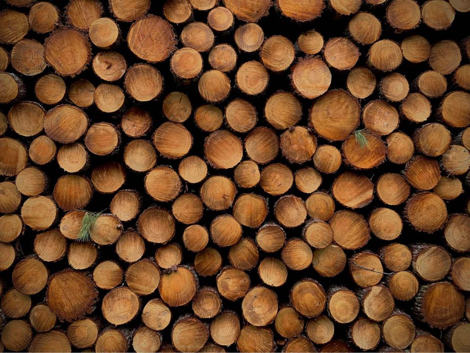 Bois scié : l'empilement parfait des rondins de forêt Empilement serré de rondins de bois scié, révélant la texture des cernes bruns. Rares aiguilles vertes. Matière première forestière.